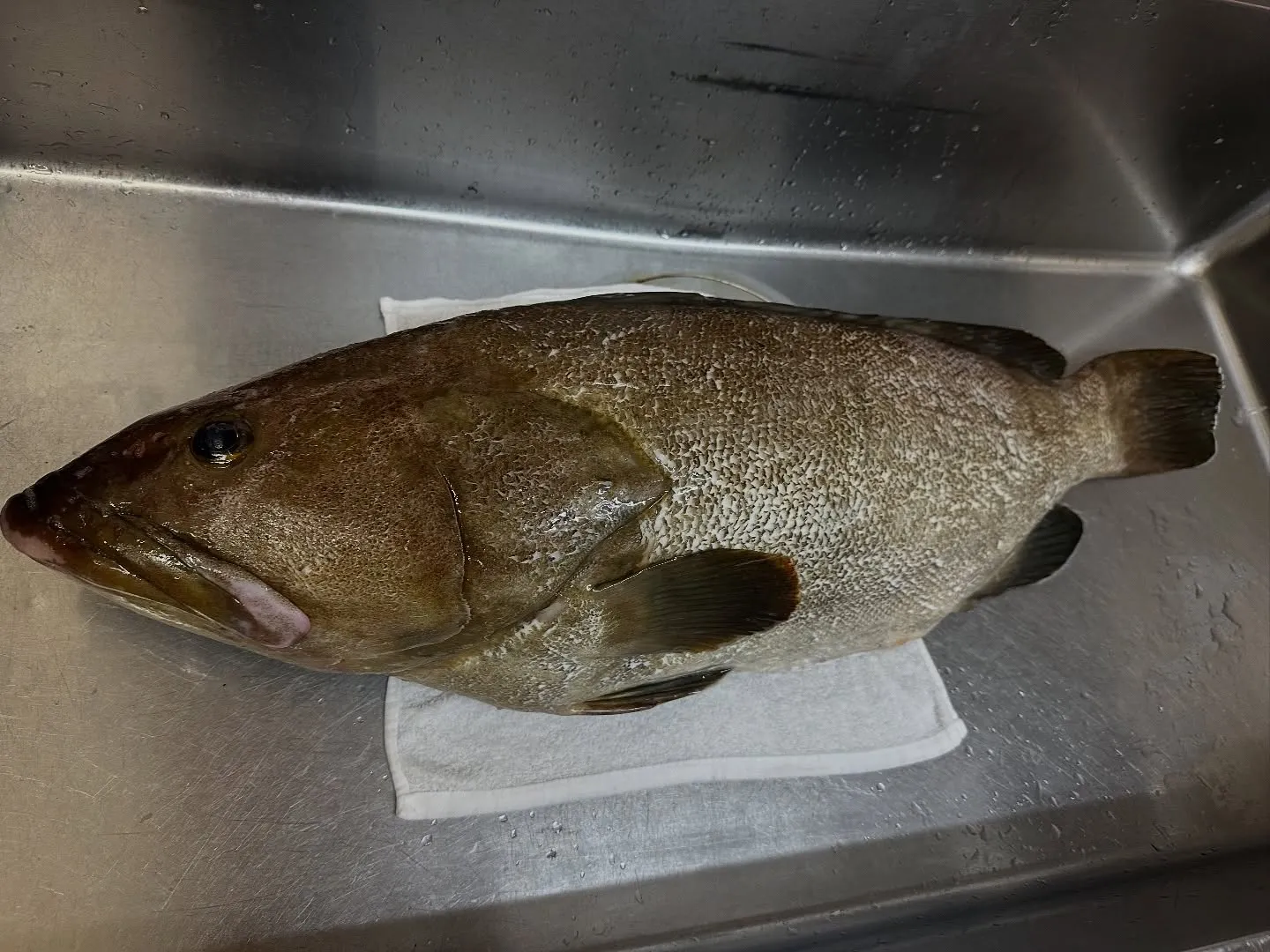 今週の五島列島釣りクエ🎣めっちゃいい脂が凄い😊