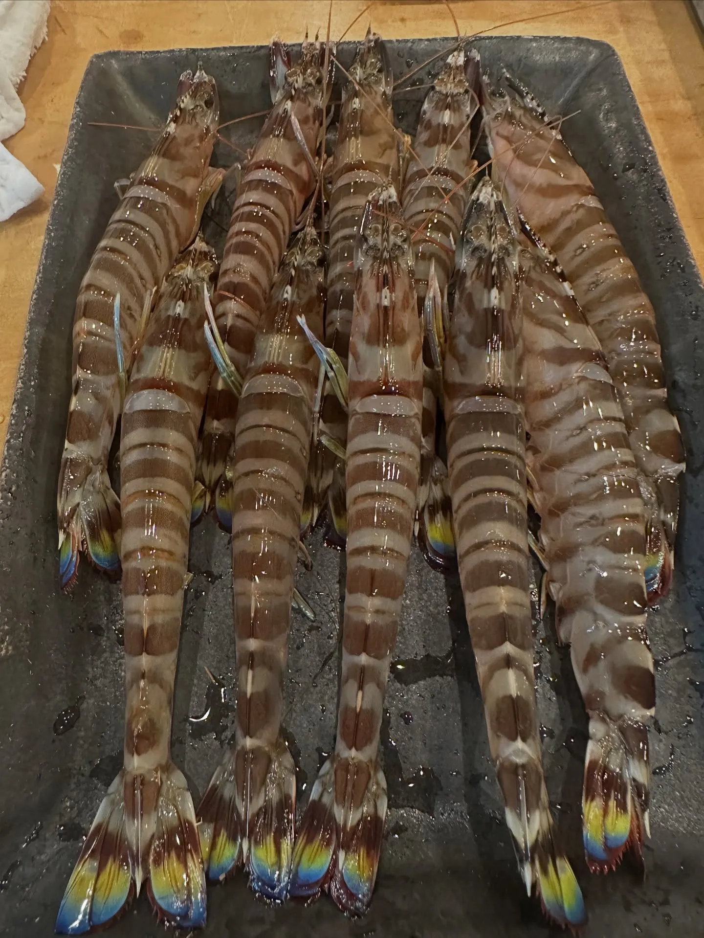 山口天然車海老🦐