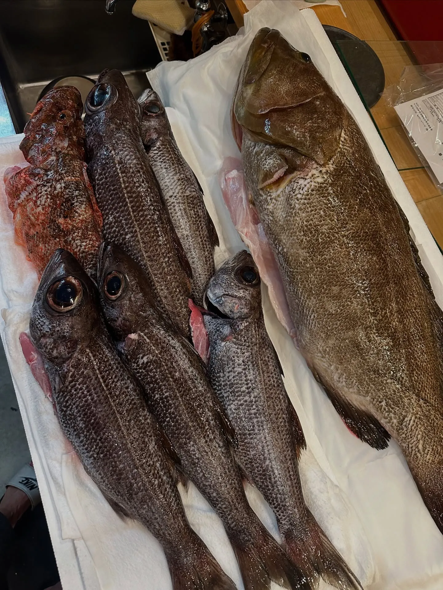 本日も新鮮な魚が入荷しました！五島列島から 8キロの釣りクエ...