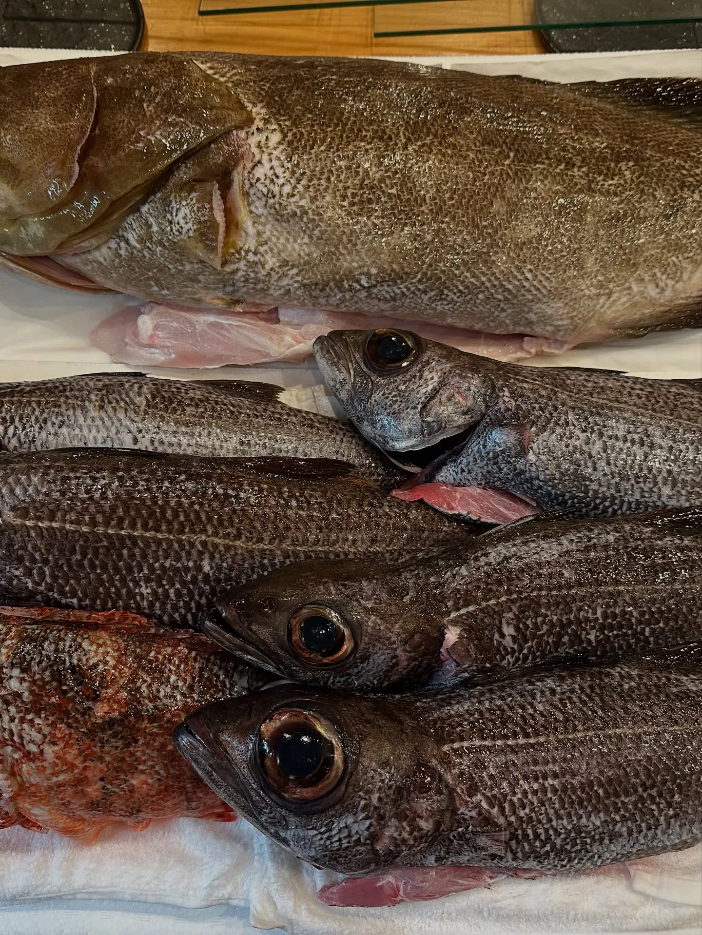 本日も新鮮な魚が入荷しました！五島列島から 8キロの釣りクエ...
