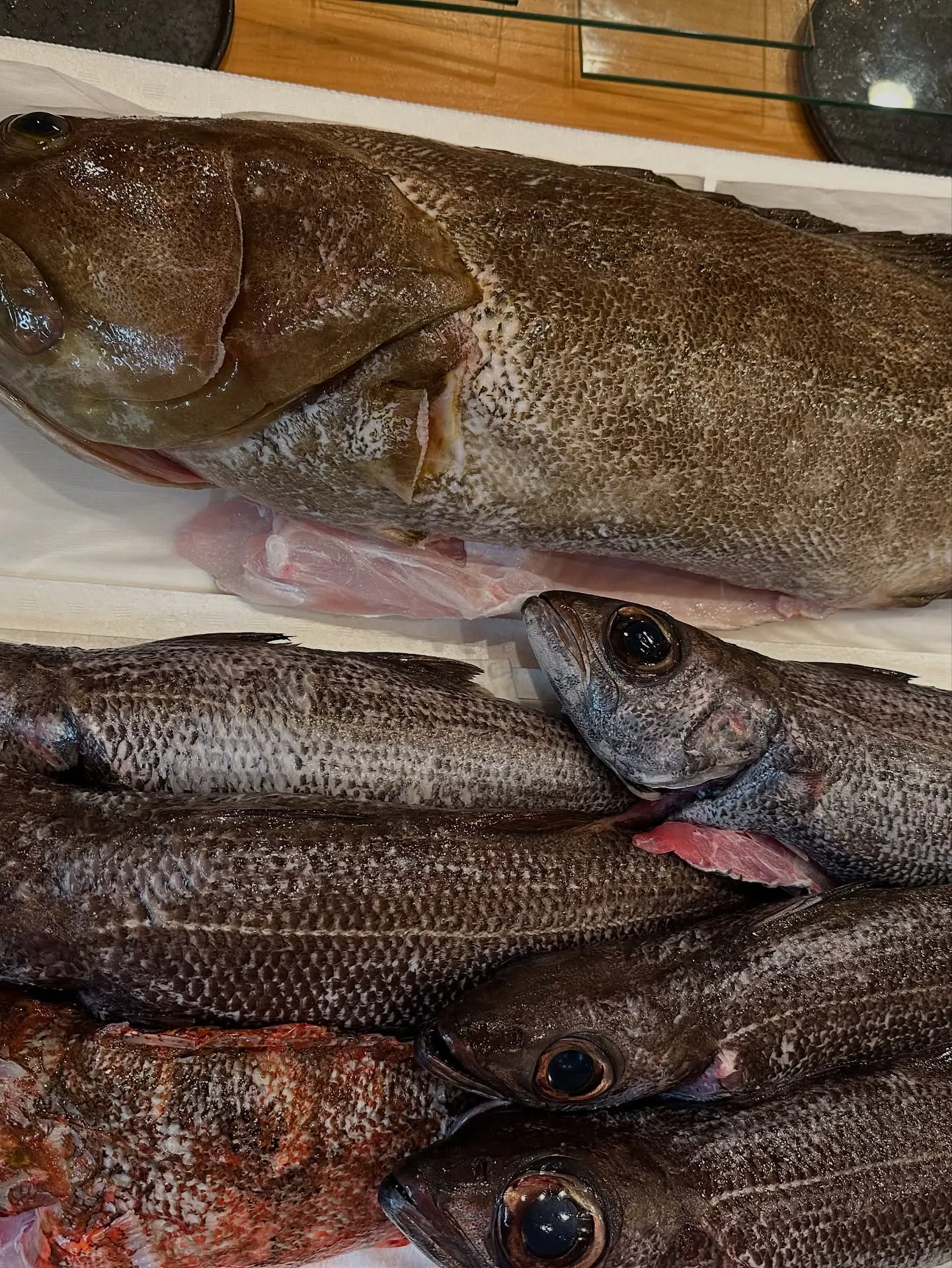本日も新鮮な魚が入荷しました！五島列島から 8キロの釣りクエ...