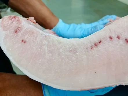 先日の仕入れで、京都の伊根港から本鮪が入荷しました。