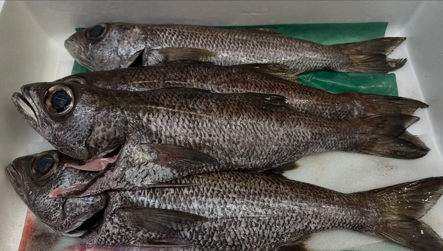 今日は五島列島から黒ムツ🐟