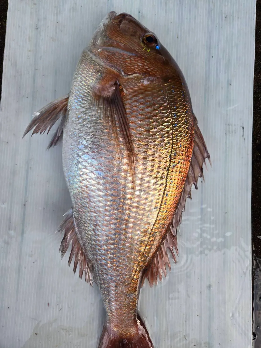 五島列島丸々ぱんぱん真鯛🐟✨ この真鯛は脂がのっていて、旨み...