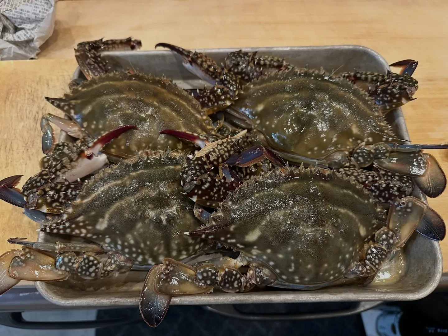 豊後水道渡り蟹🦀