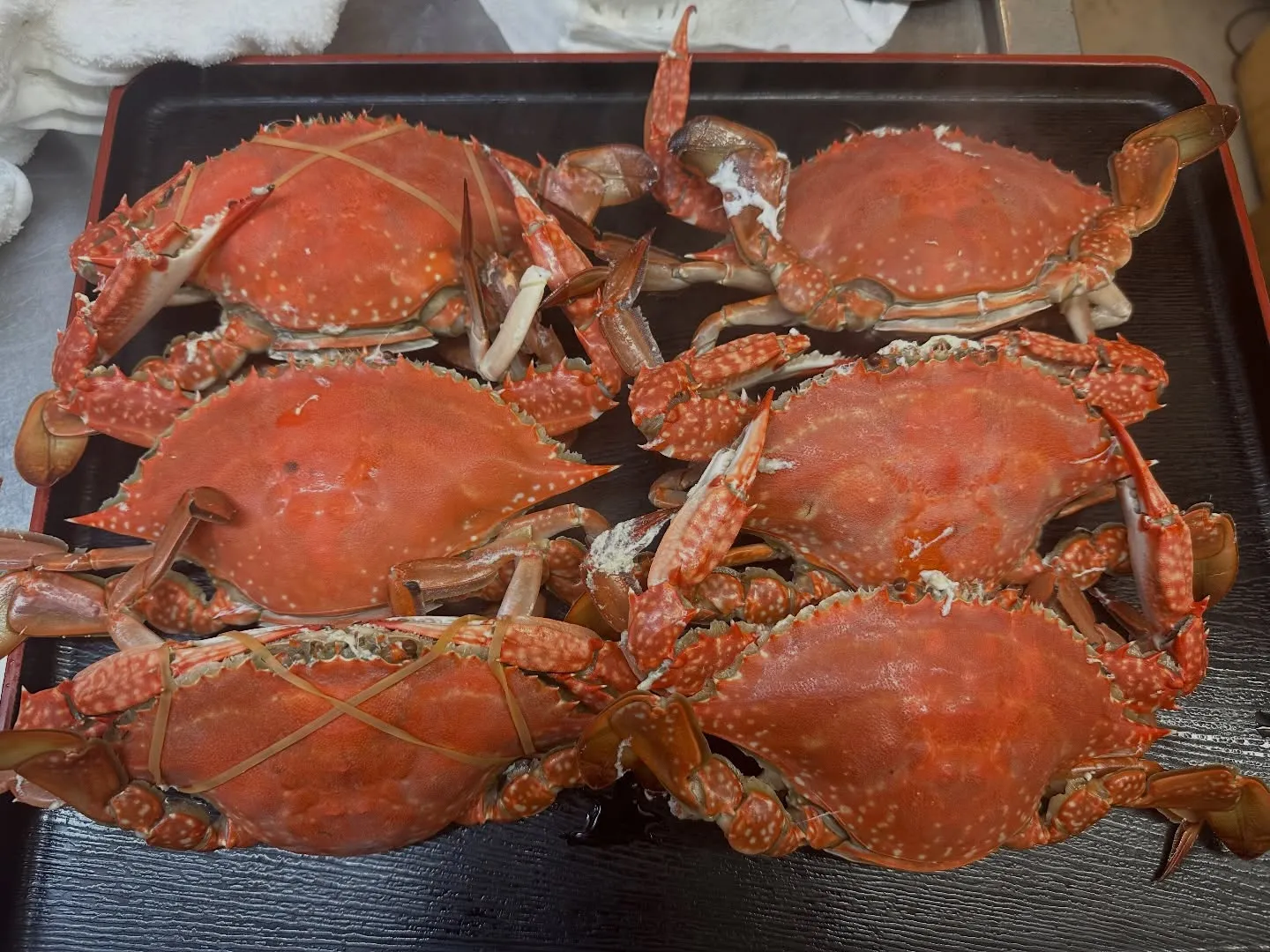 豊後水道渡り蟹🦀