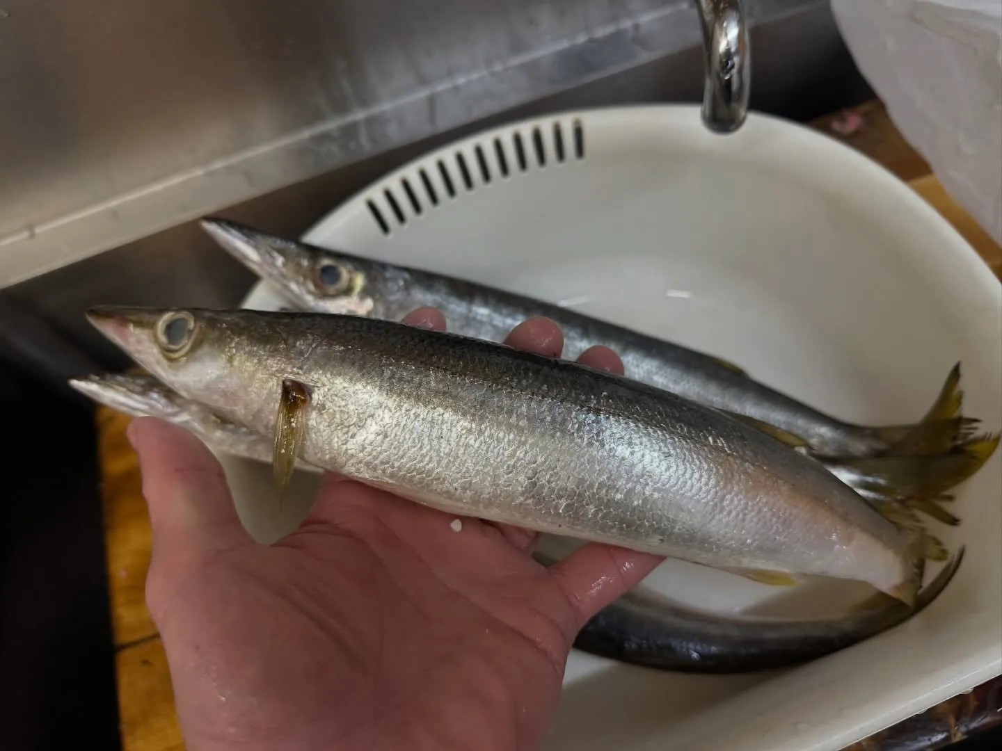 、旬の新鮮な魚介類が勢ぞろいしました！🐟 小柴カマスは脂が乗...