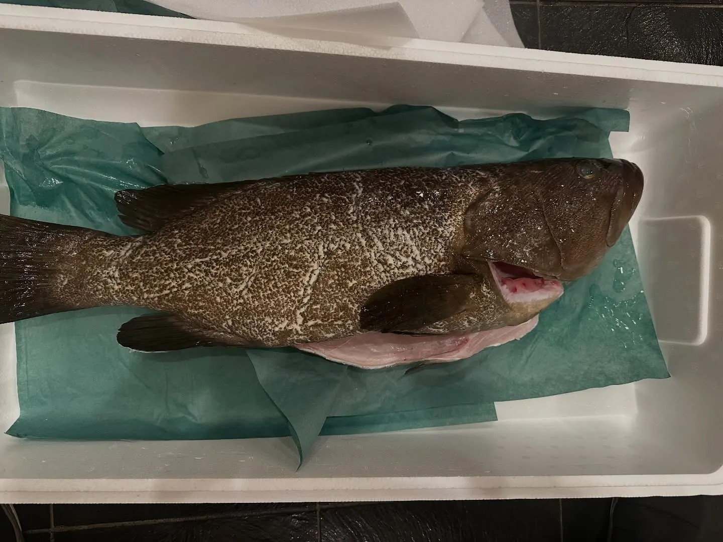 五島列島クエ🎣捌き動画🎥