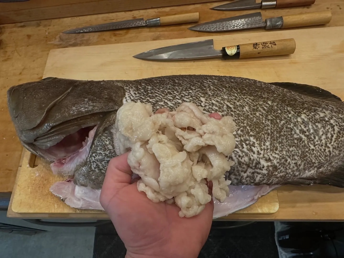 五島列島クエ🎣捌き動画🎥