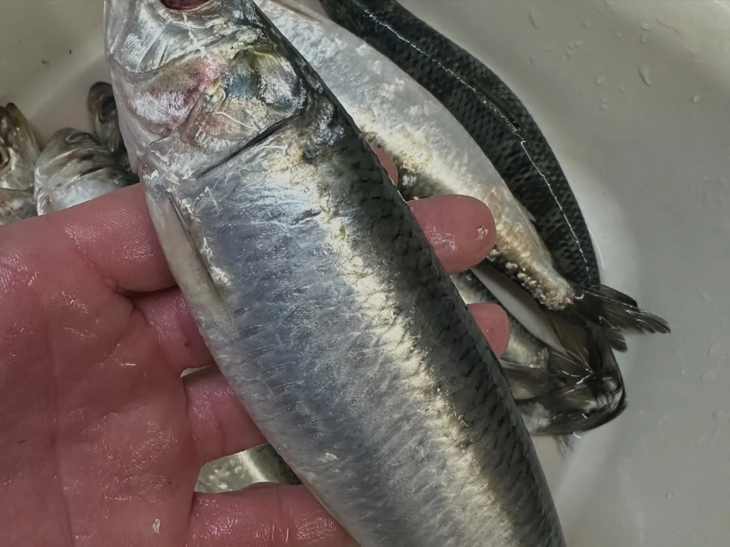 千葉勝浦から届いた天然本鮪。