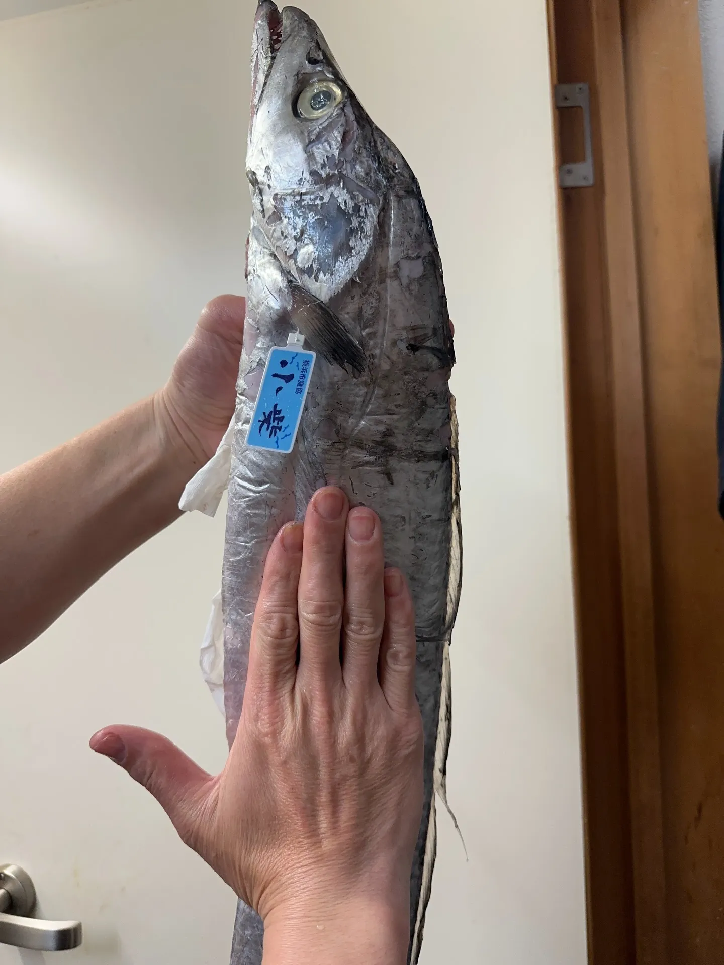 「太刀魚の概念、変わります。