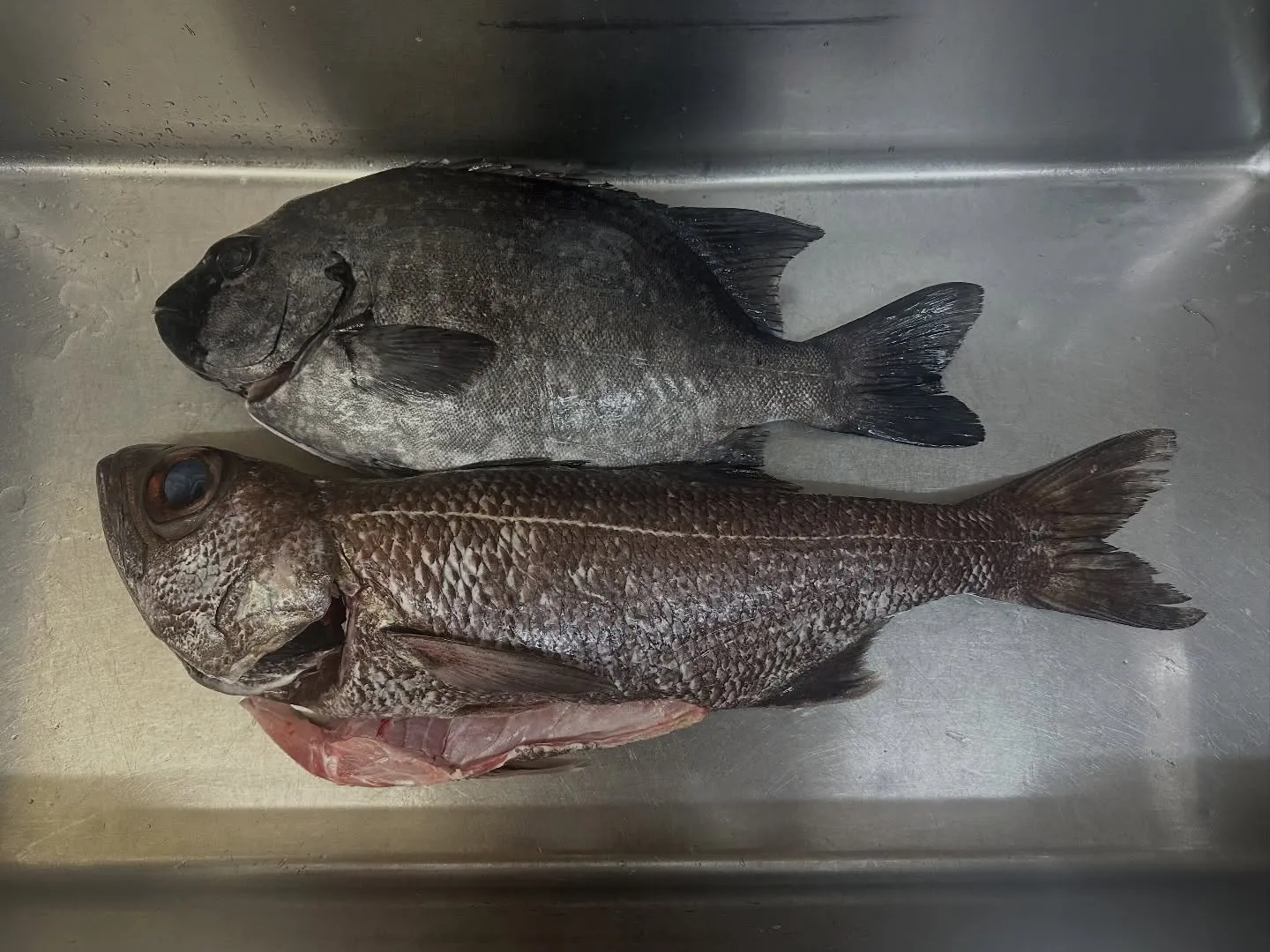 今週の主役たち。