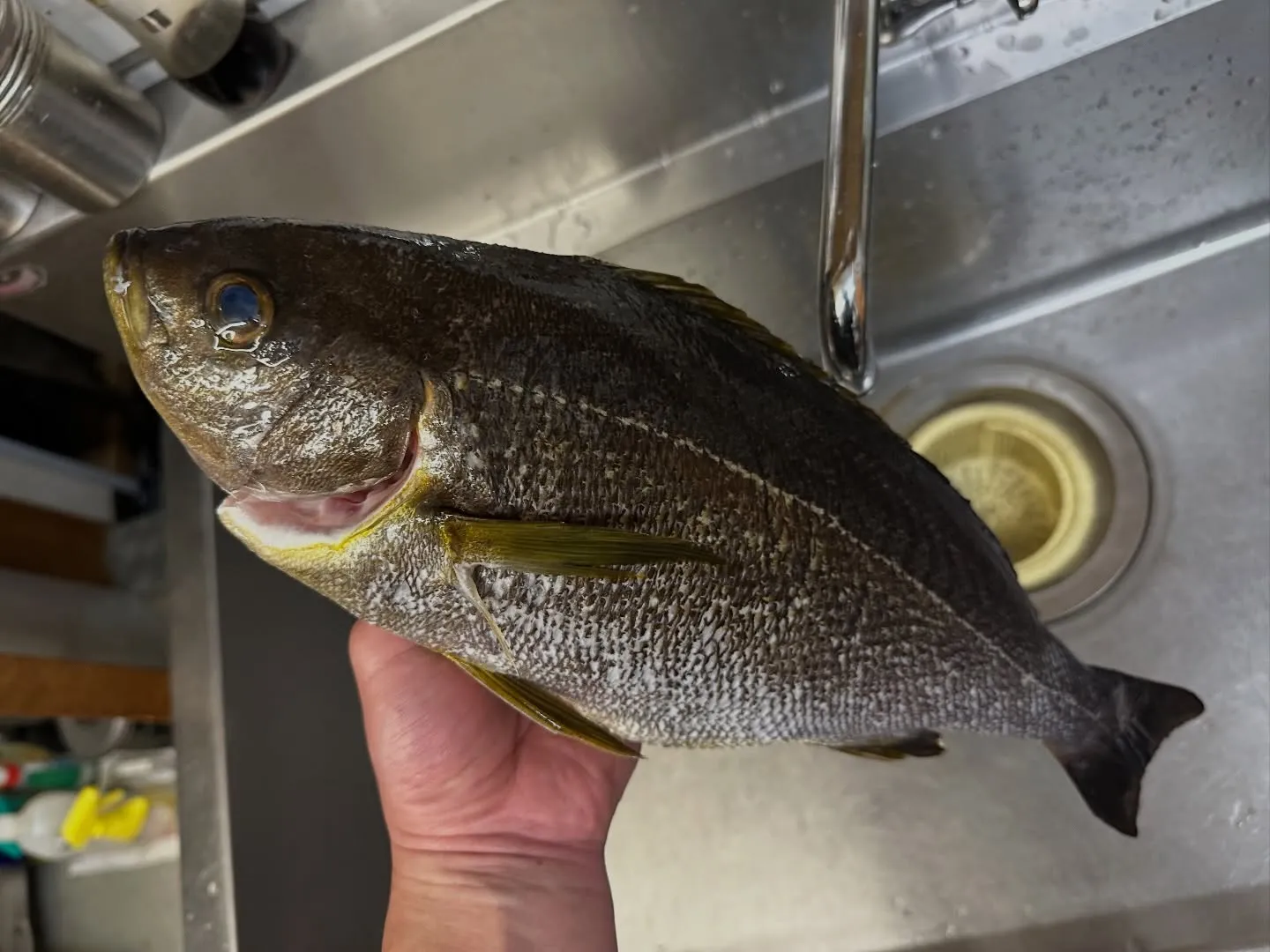 ゴールデンウィークは営業します！