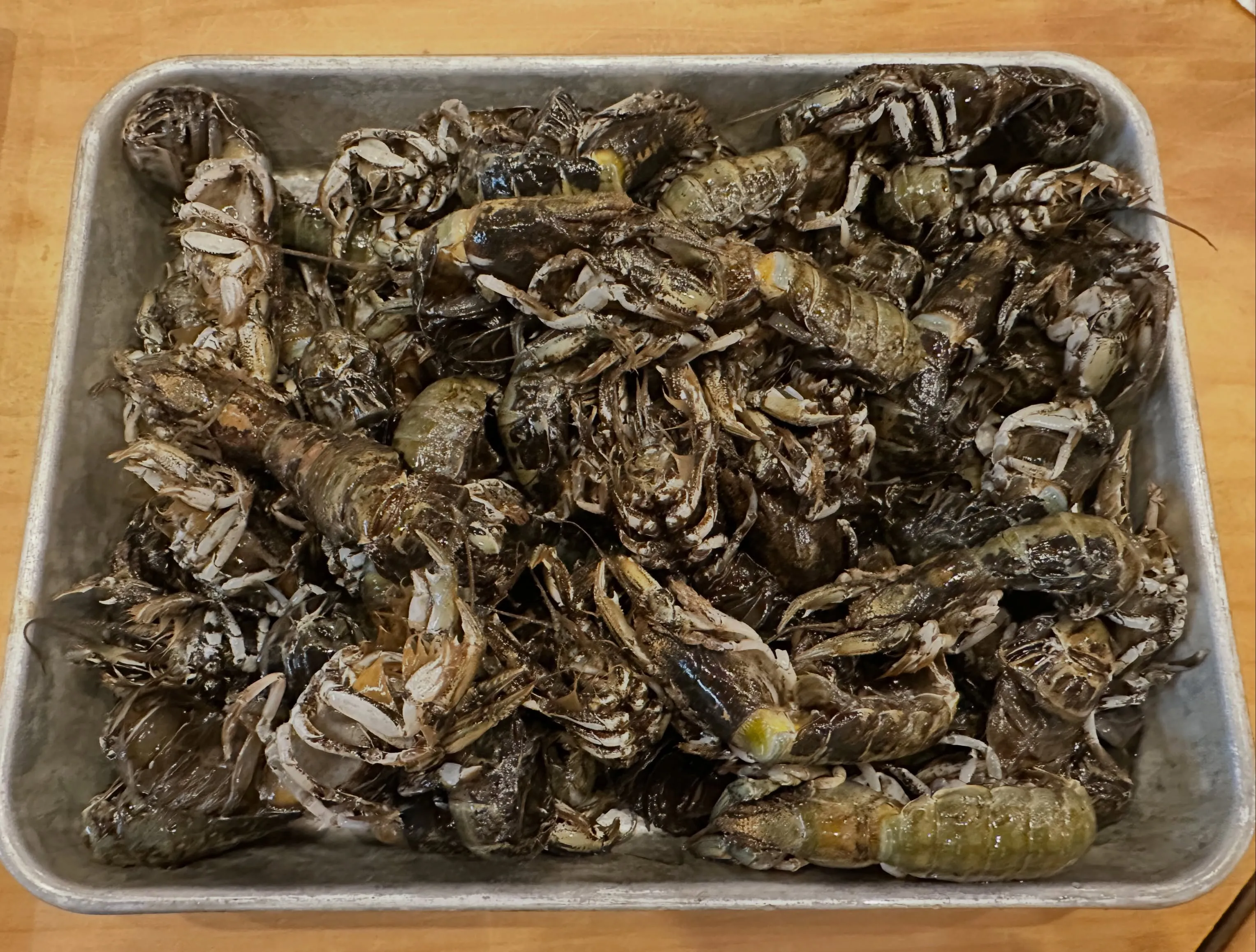 今週の仕入れ✨アナジャコ🦐