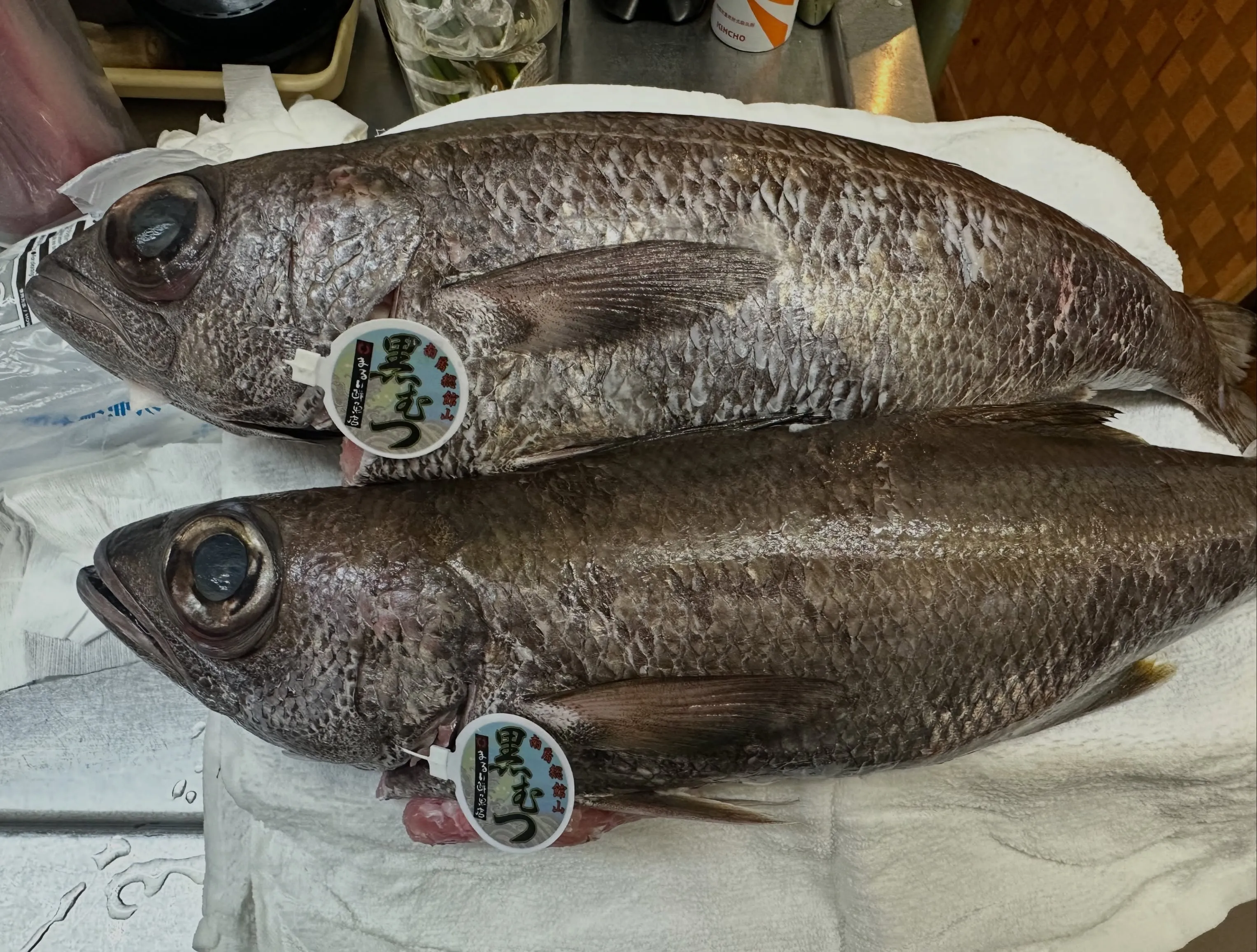 今週の仕入れ✨アナジャコ🦐