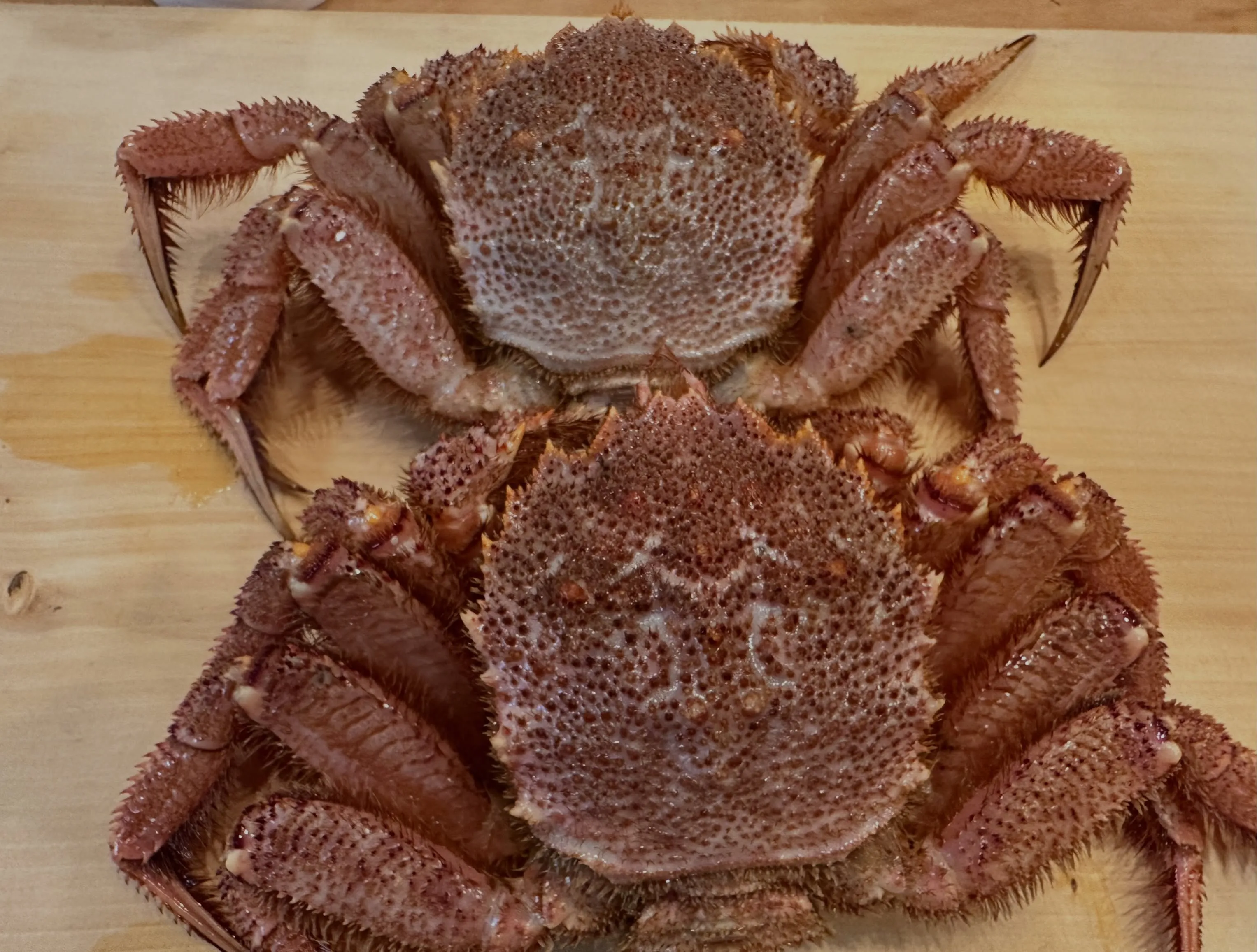 今週の仕入れ✨アナジャコ🦐